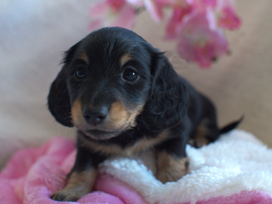 vom treuen Wachter long haired mini dachshunds 